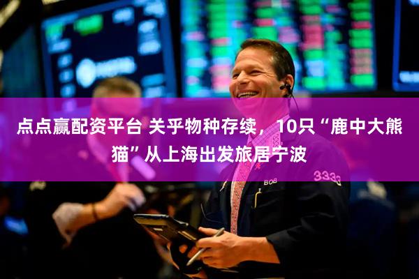 点点赢配资平台 关乎物种存续，10只“鹿中大熊猫”从上海出发旅居宁波